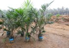 Potential Income Sources for Oil Palm Farmers During Replanting Seasons