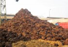 Oil Palm Biomass, a Source of Renewable Energy
