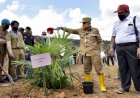 Jambi Relies on Oil Palm Replanting to Boost Economic Growth