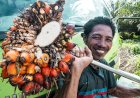 Kelapa Sawit Jadi Solusi Bahan Baku Pakan Global