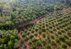 4 Peran Strategis Industri Kelapa Sawit Nasional