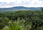 Tanaman Kelapa Sawit Si Paling Hemat Lahan