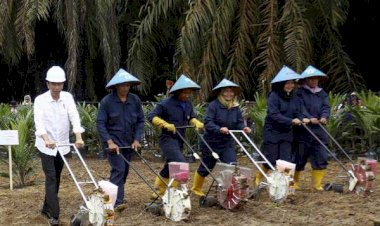 Muba to Begin Harvesting on Replanted Oil Palm Plantations