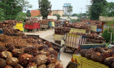 Ekspor Sawit Januari-Oktober 2019 Tumbuh 2%