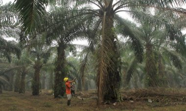 Palm Oil Industry Continues Operations During COVID-19 Outbreak
