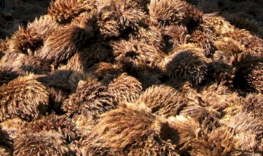 Tankos Sawit Bahan Bakar Alternatif untuk Rumah Tangga