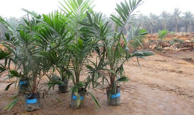 Potential Income Sources for Oil Palm Farmers During Replanting Seasons