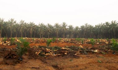 Kabupaten Asahan Remajakan Sawit Rakyat