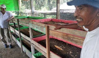 A Glimmer of Hope from Dead Oil Palm Trees