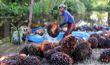 Aktivitas Petani Sawit Tetap Normal di Tengah COVID-19