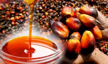 Red Palm Oil as Source of Vitamins for Combating COVID-19
