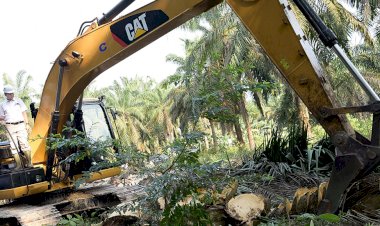 Terapkan Protokol Kesehatan, Replanting Sawit di Jambi Tetap Berjalan