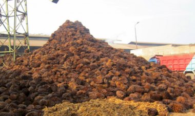Oil Palm Biomass, a Source of Renewable Energy