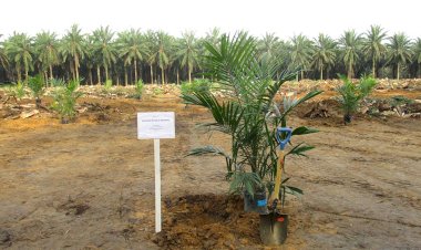 Percepatan Program PSR Solusi Momentum Mendorong Percepatan Energi Baru Terbarukan