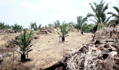 Mukomuko Tuntaskan Replanting Sawit di Lahan 562 Ha