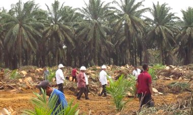 Pencairan Dana Peremajaan Sawit tak Perlu Persetujuan Pihak Lain