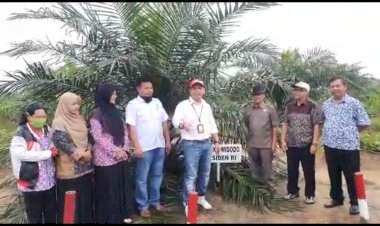 Pohon Sawit Hasil Peremajaan Tumbuh Subur