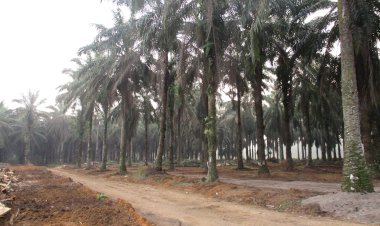 Petani Diminta Aktif Remajakan Kebun Sawit