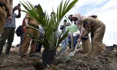 Petani Sawit di Luwu Utara Gelar Peremajaan untuk Tingkatkan Produktivitas