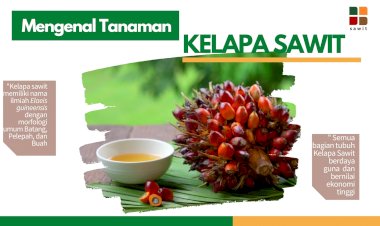 Mengenal Tanaman Kelapa Sawit