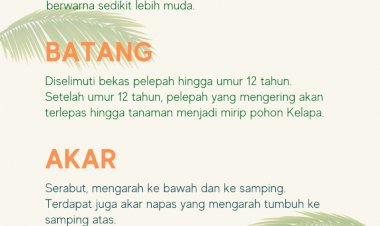 Mengenal Tanaman Kelapa Sawit: Ciri-Ciri Fisiologi Tanaman Kelapa Sawit