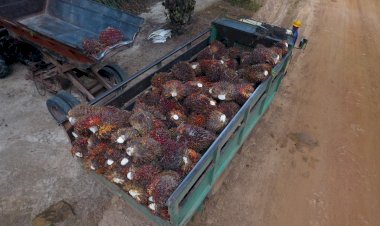 India Pangkas Tarif Bea Masuk CPO Menjadi 10%