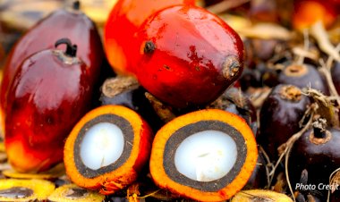 Harga Referensi CPO sebagai Harga Patokan Ekspor Komoditi Kelapa Sawit periode Agustus 2021