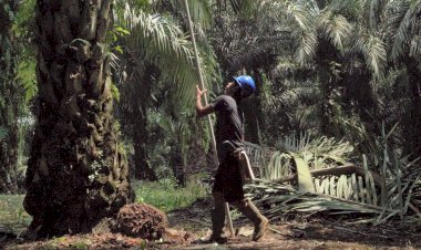 BPDPKS Ajak Jurnalis Mengenal Lebih Dekat Pengelolaan Perkebunan Kelapa Sawit
