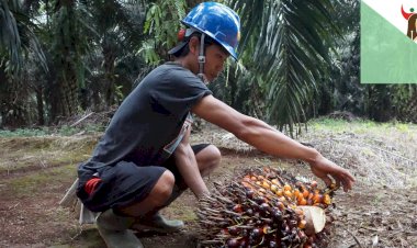 Kisah Petani Sawit yang “Kebal” Pandemi