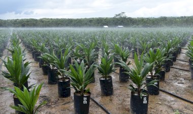 Harga Referensi CPO sebagai Harga Patokan Ekspor Komoditi Kelapa Sawit periode Oktober 2021