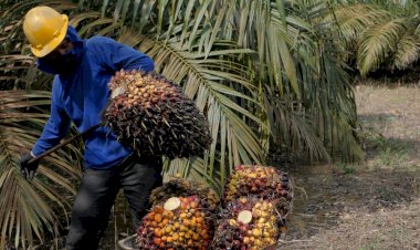 BPDPKS Gandeng Asosiasi Inventor Indonesia (AII) Hilirisasikan Penelitian Terkait Kelapa Sawit