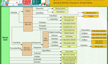 Infografis: Pengolahan Minyak Sawit Menjadi Produk Oleokimia
