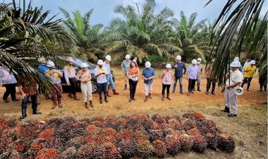 9 Kedutaan Besar Kawasan Amerika dan Eropa, Lihat Langsung Praktik Sawit Berkelanjutan di Belitung