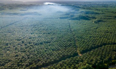 Threats in Europe, for Indonesian Palm Oil in 2023