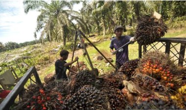 BPDPKS bersama Kementan siap optimalkan penyaluran dana PSR