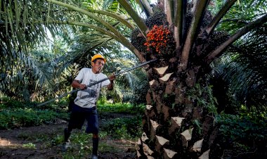 BPDPKS hingga Petani Tangkis Kampanye Negatif Sawit, Begini Caranya