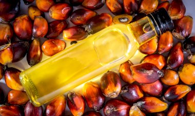 Membongkar Kesalahpahaman Produk Hilir Sawit, yang Bernilai US$ 62,9 Miliar di 2023