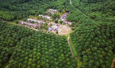 Peraturan Direktur Utama Tentang Tata Cara Pengenaan Pungutan Atas Ekspor Kelapa Sawit, Crude Palm Oil Dan/Atau Produk Turunannya.