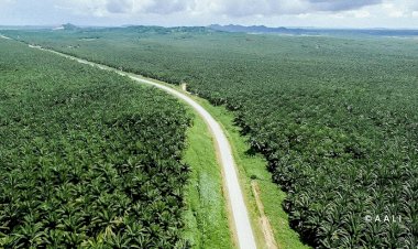 Membantah Tudingan Kelapa Sawit yang Dikaitkan dengan Deforestasi