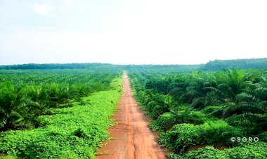 Harmonisasi Biodiversitas dan Perkebunan Sawit
