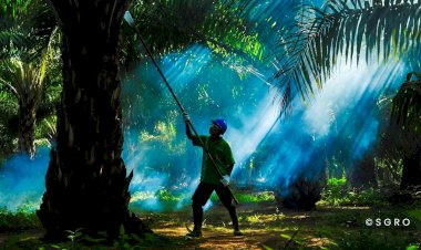 Peran Sentral Kelapa Sawit Bagi Dunia