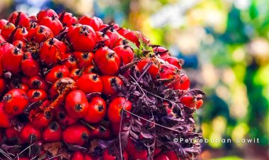 Mengenal Pusat Produksi dan Konsumsi Minyak Sawit Global