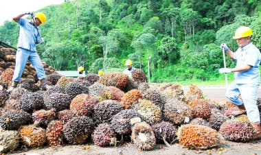 Pengurangan Kemiskinan oleh Minyak Sawit Melalui Tiga Jalur Kontribusi