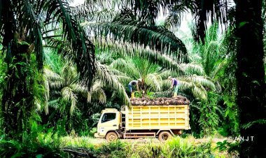 Kelapa Sawit, Tanaman Minyak Nabati Paling Hemat Penggunaan Pupuk