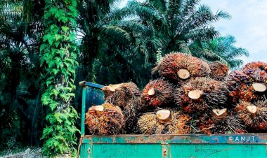 Mengenal Minyak Sawit, Minyak Nabati Paling Produktif di Dunia
