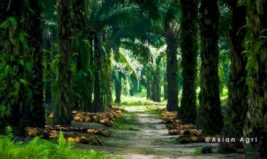 Perkebunan Sawit Bukan Sumber Utama Deforestasi Dunia, Ini Faktanya!