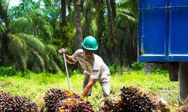 Indonesia, Produsen Minyak Sawit Paling Sustainable di Dunia