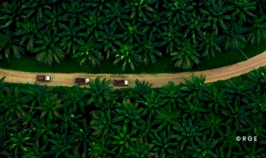 Kelapa Sawit Bukan Komoditas yang Rakus Air!