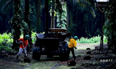 Dampak Gerakan No Palm Oil Terhadap Polusi Tanah dan Air di Dunia