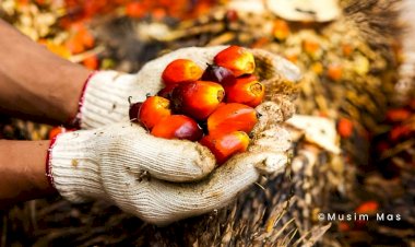 Minyak Sawit, Minyak Makan Anti-Kanker